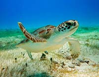 Akumal swimming with turtles