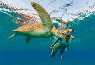 Snorkel con tortugas akumal